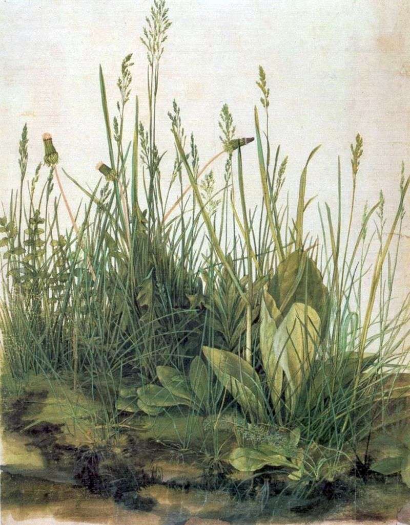 A large piece of meadow by Albrecht Durer