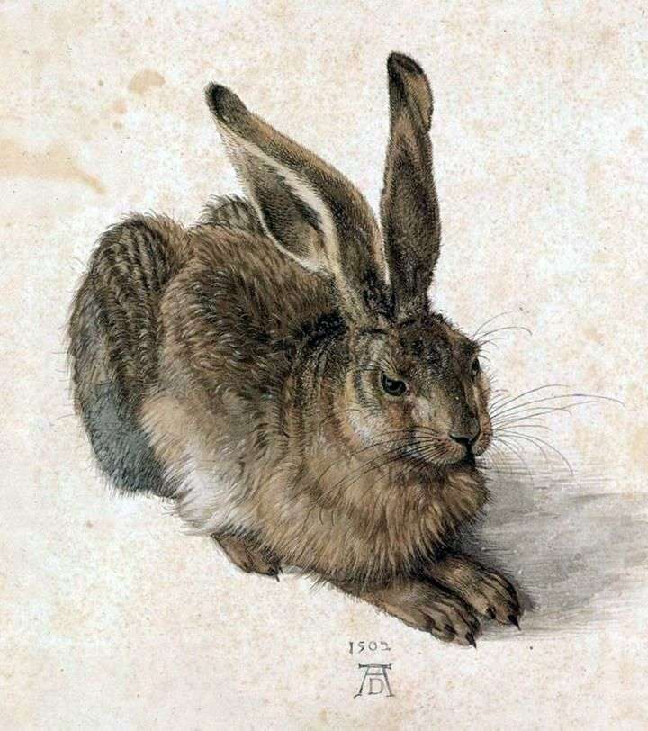 Young rabbit by Albrecht Durer