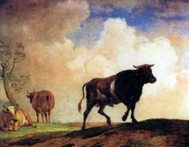 Bull by Paulus Potter