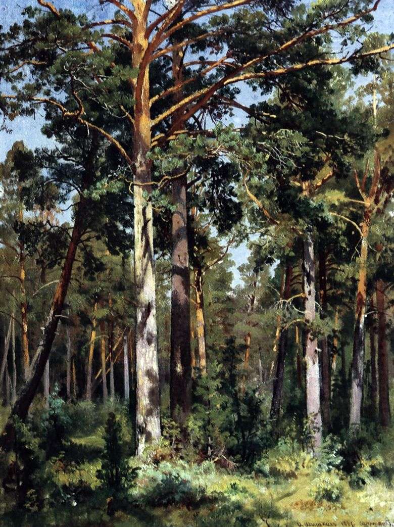 Bor en Sestroretsk   Ivan Shishkin