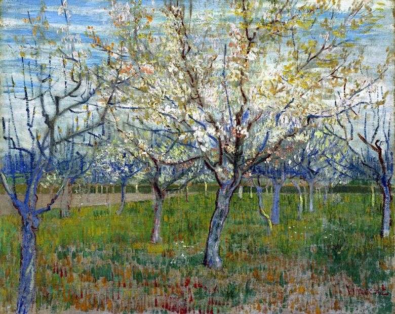 Huerto con albaricoques en flor   Vincent van Gogh