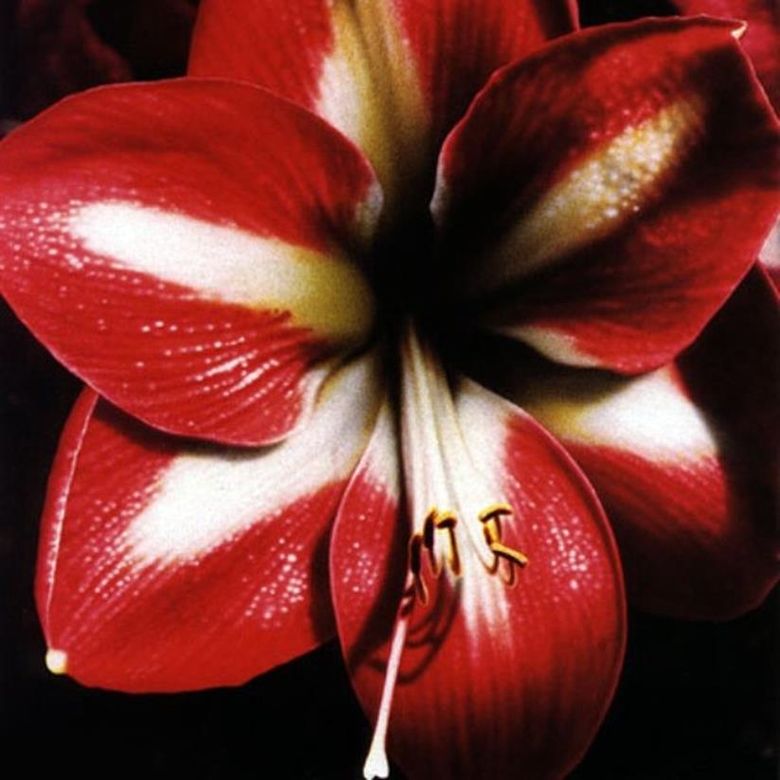 Amaryllis   Chen Hilo