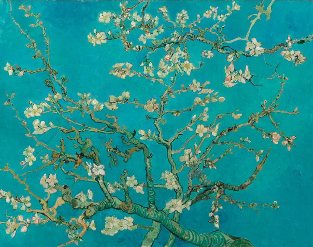 Branches damandes en fleurs   Vincent Van Gogh