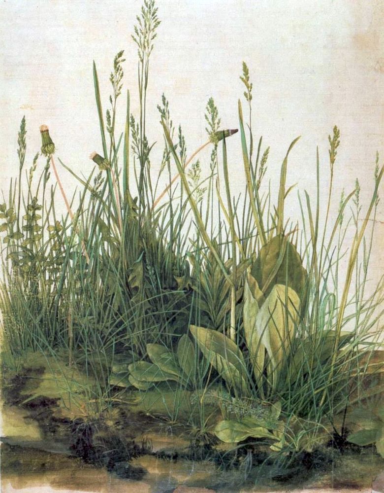 Big Meadow Slice   Albrecht Durer