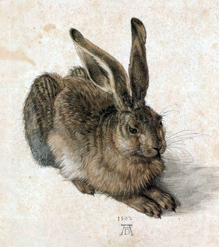 Jeune lièvre   Albrecht Durer